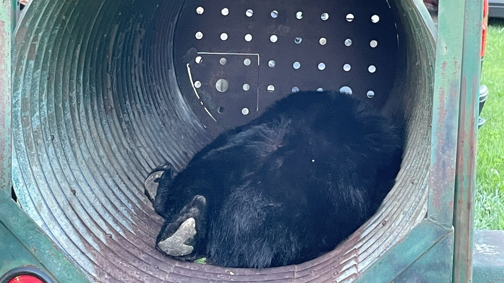 Bear caught at Whitehall Twp. cemetery